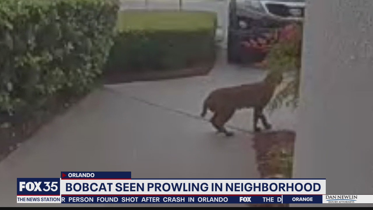 Bobcat seen prowling in Orlando neighborhood