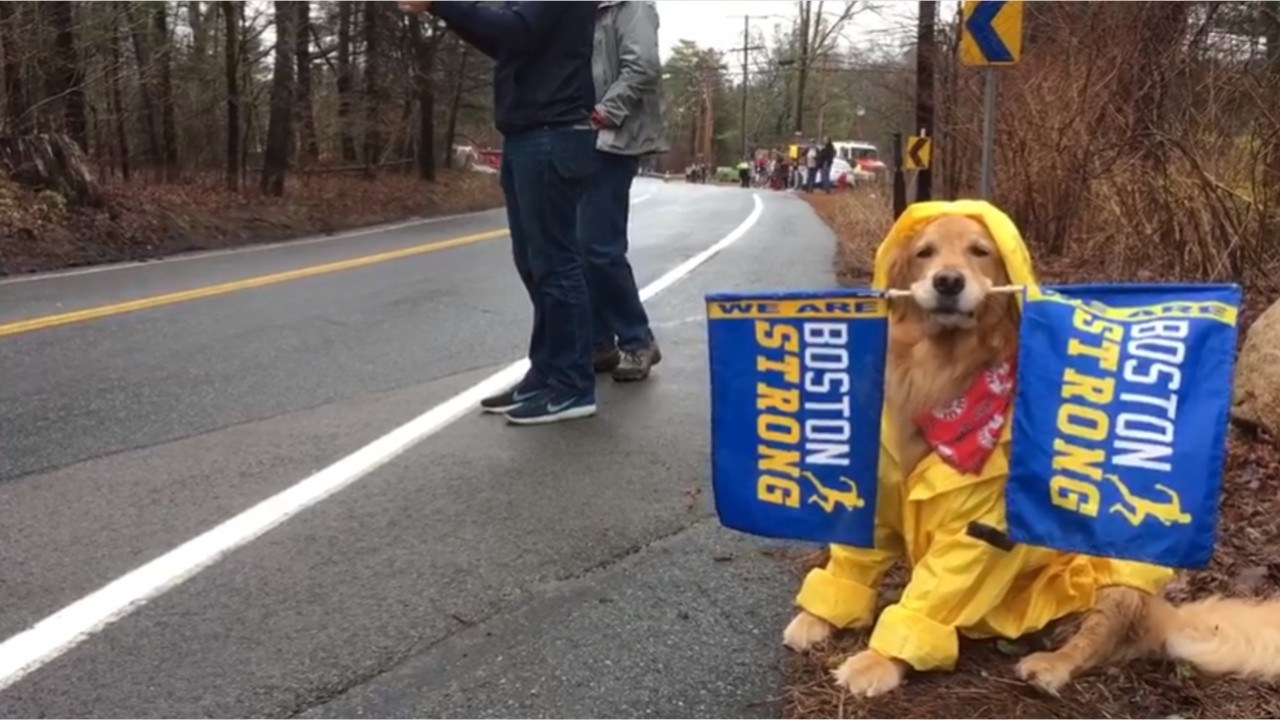 From 2019: Therapy dog cheers on runners
