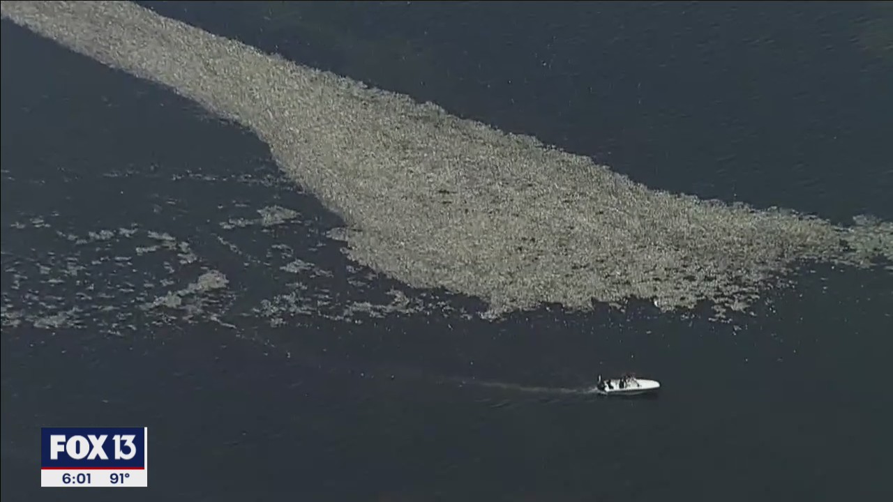 Elsa churns up island of dead fish off Pinellas County
