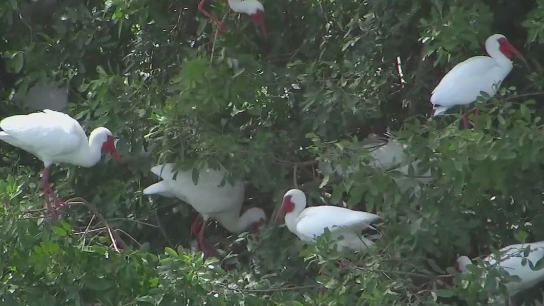 Resident shoots blank rounds to scare vultures, scaring nesting birds in the process