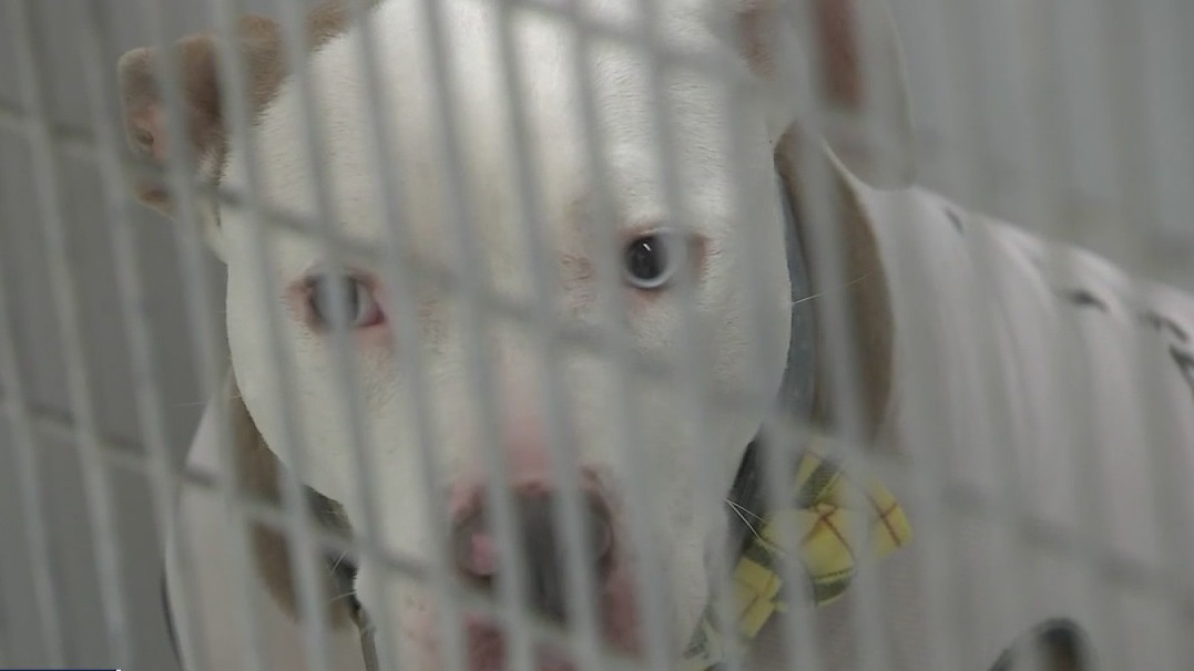 Should a dog be euthanized for mauling a three-year-old?