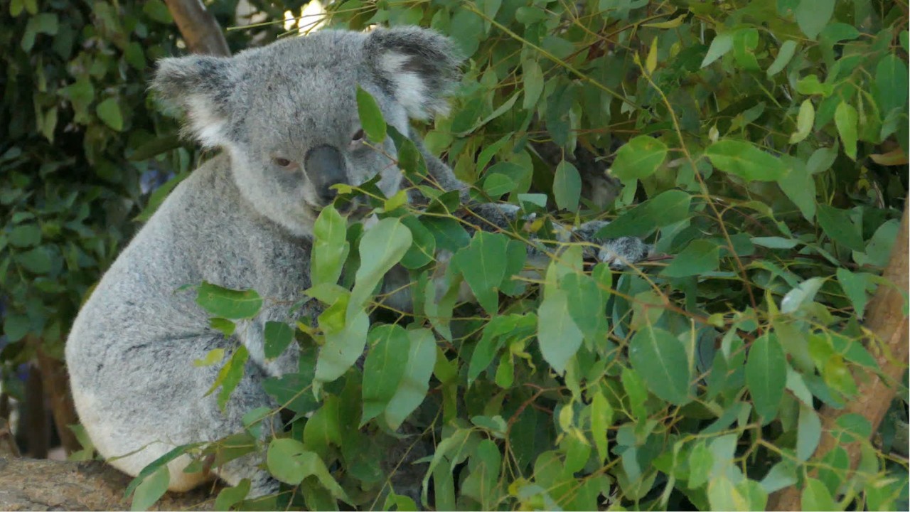 Hundreds of koalas may have died in Australia fires