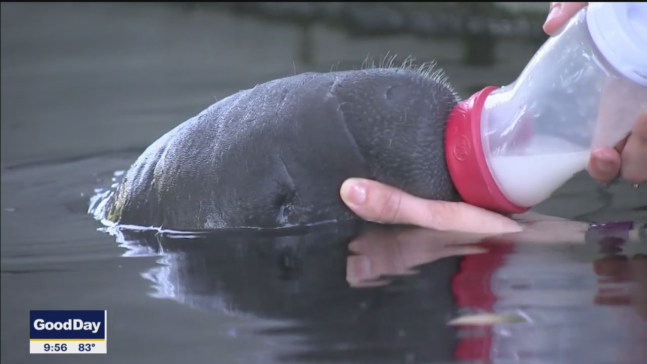 Baby manatee rescued