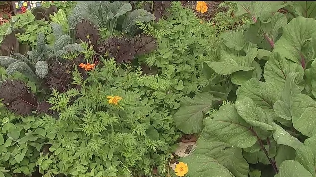 Growing broccoli in your garden