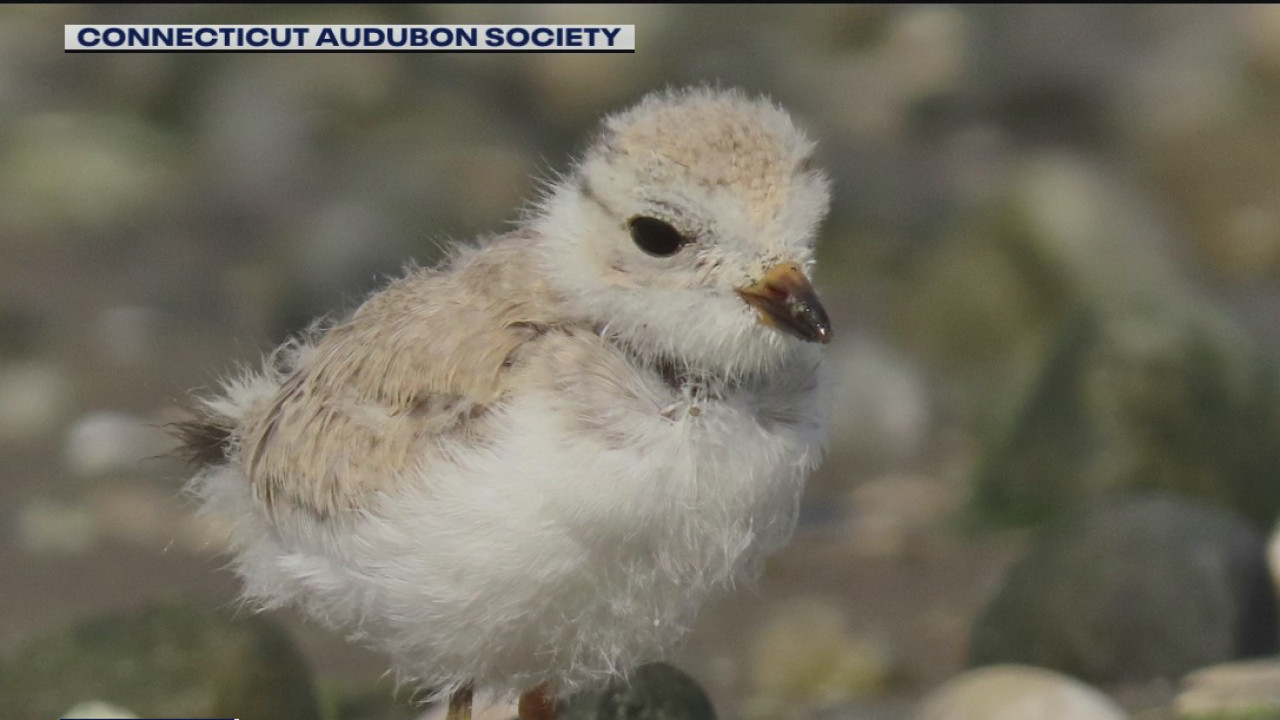 Some bird populations hit by coronavirus pandemic