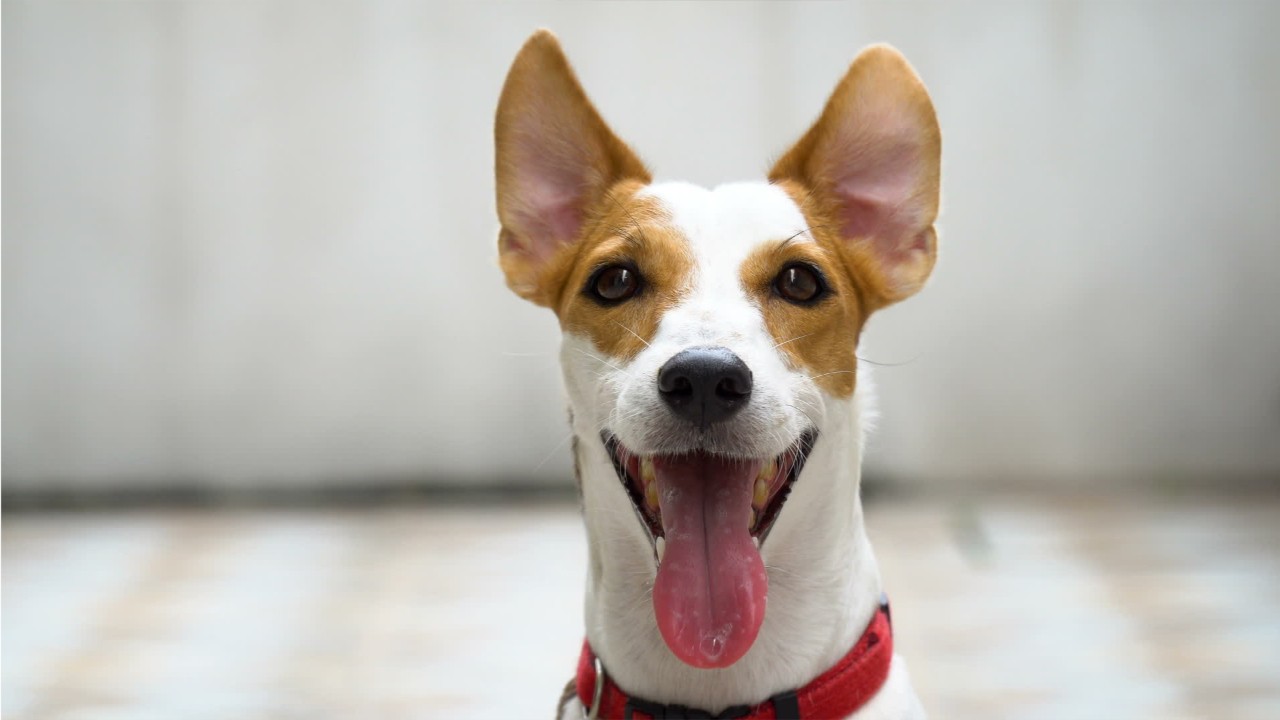 ‘Reece Whiskerspoon, Albus Dumbledog': Pet insurance company ranks top 10 wackiest pet names