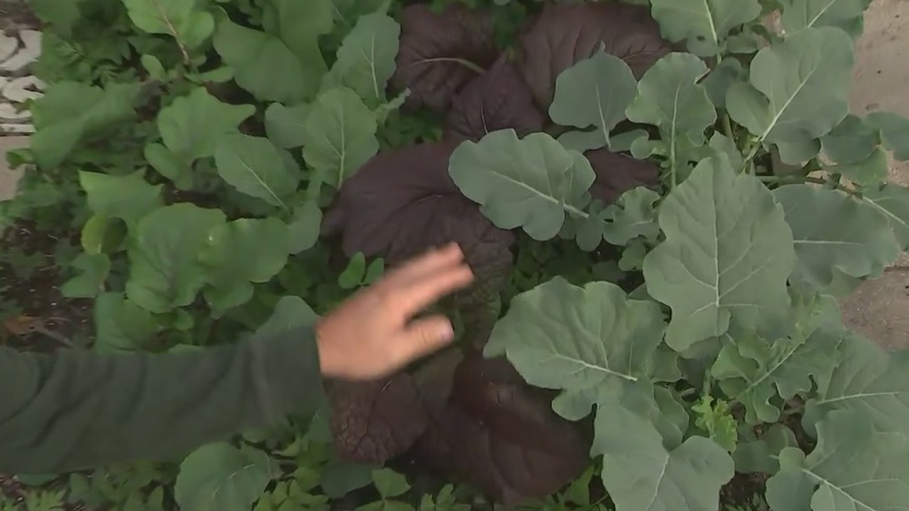 Harvesting plants during Christmas