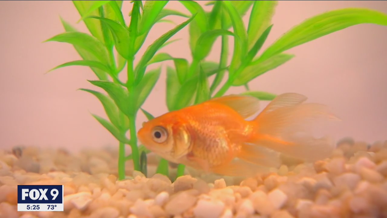 Minnesota company allows you to mail a live goldfish