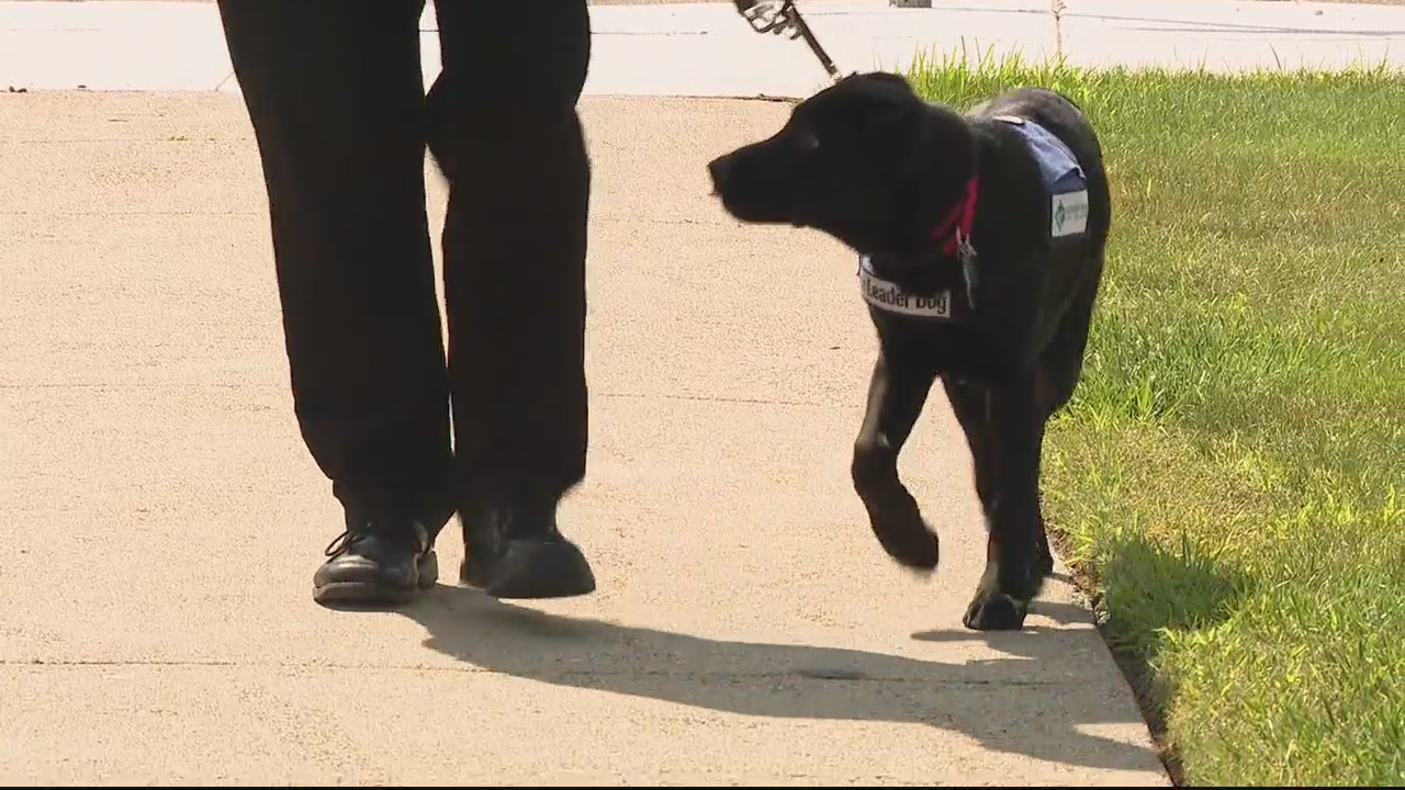 Doctor raising dog to help blind people