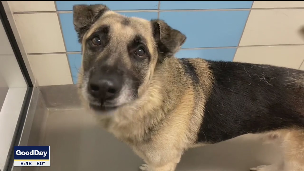 Dog of the Day: Squash