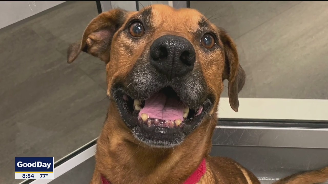 Dog of the Day: Cinnamon
