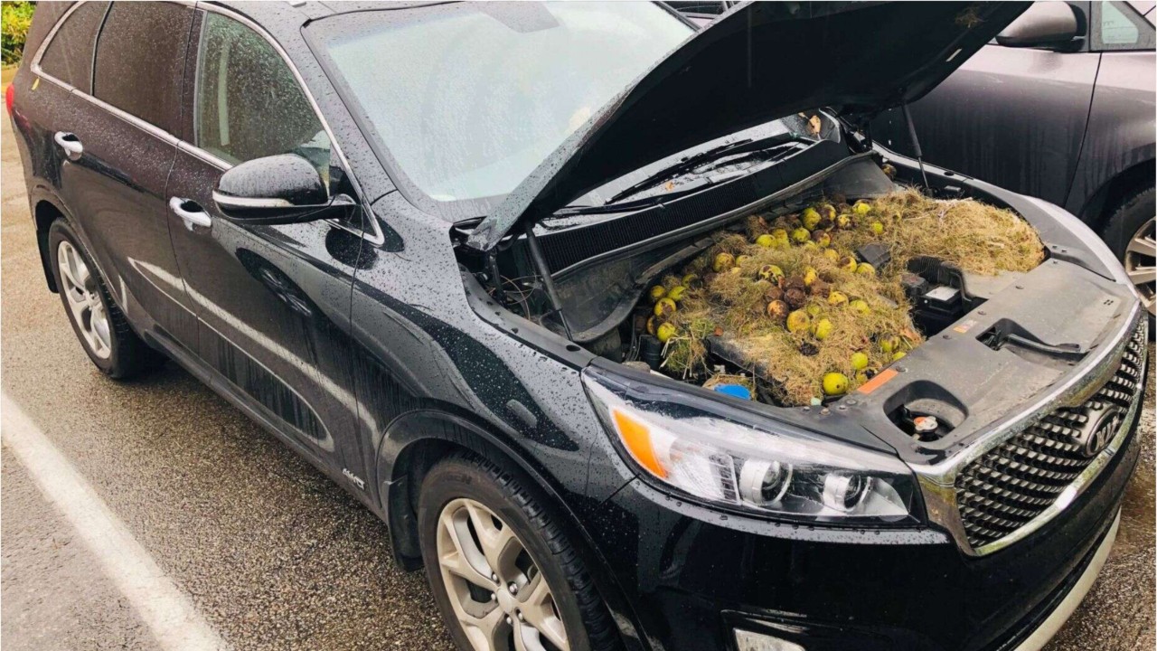 Squirrels hide more than 200 walnuts under hood
