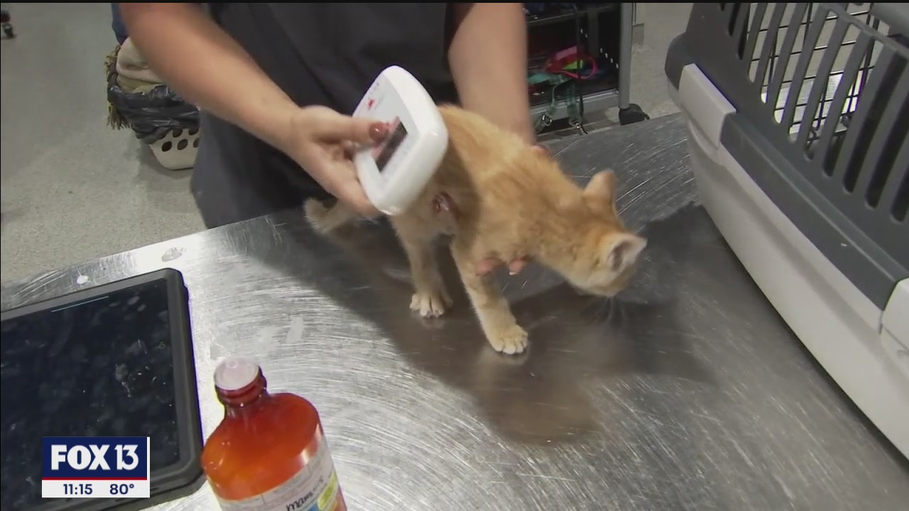 Bay Area shelters fill up after fireworks scare pets