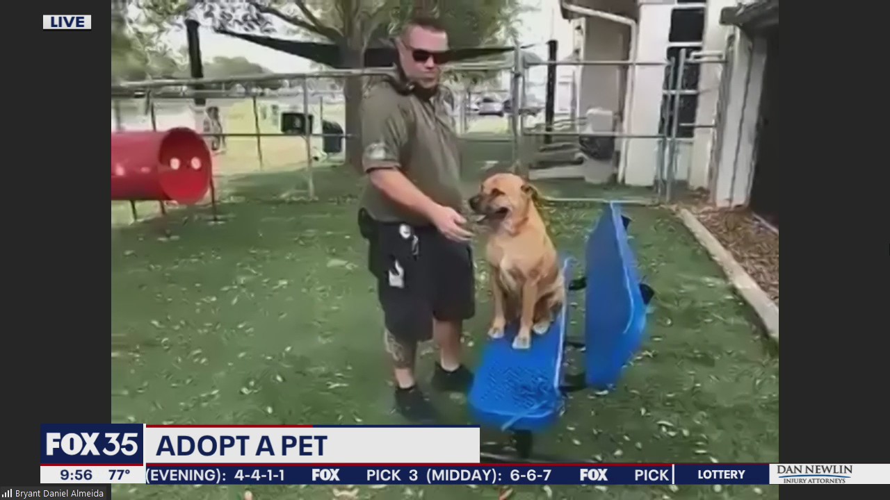 Adopt-a-pet: Meet Asher and Joey