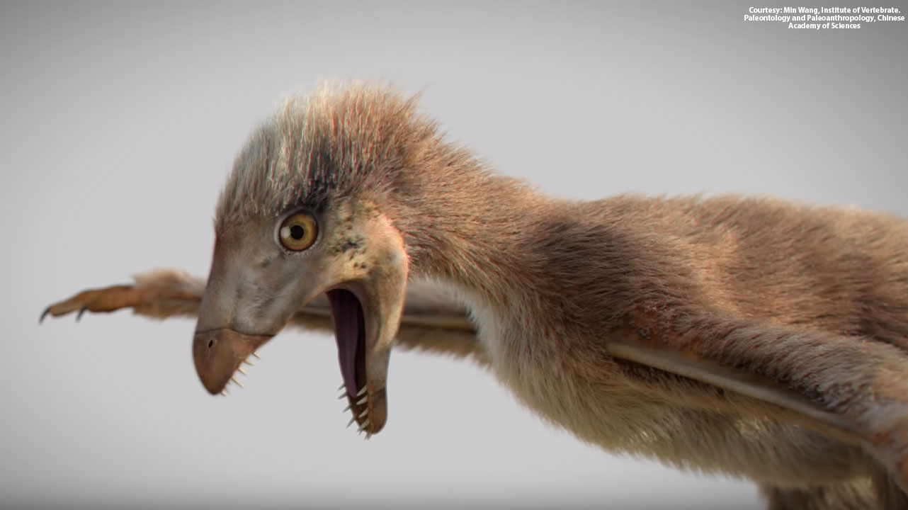 Fossil of tiny dinosaur with bat-like wings discovered in China
