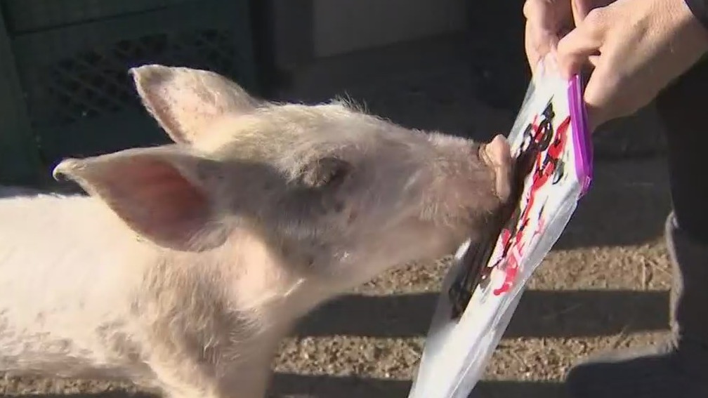 Piggie paintings: Better Piggies Rescue hosts unique Valentine's Day fundraiser