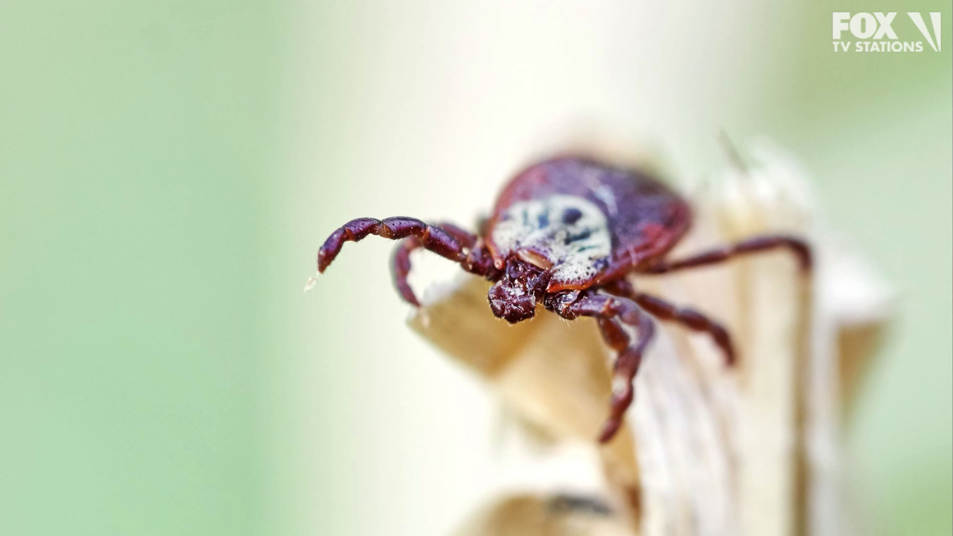Man finds tick in his eye