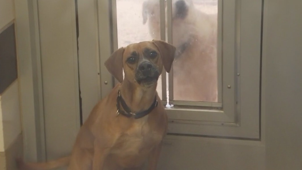 Shelters prepare for increase in animals as eviction moratorium nears end