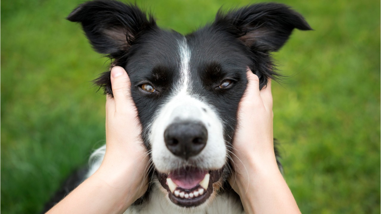 National Dog Mom's Day is coming