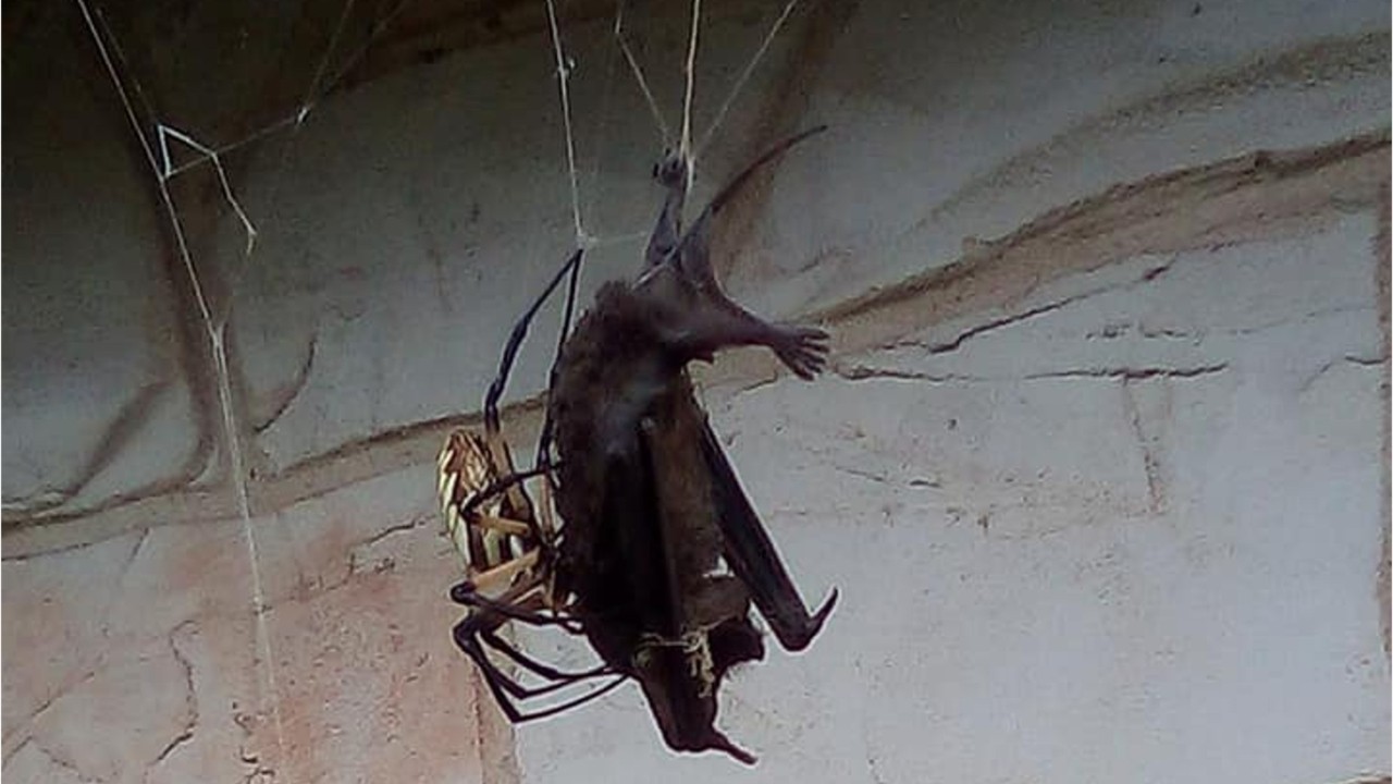 Stunned woman captures viral moments of garden spider killing, sucking blood of bat outside home