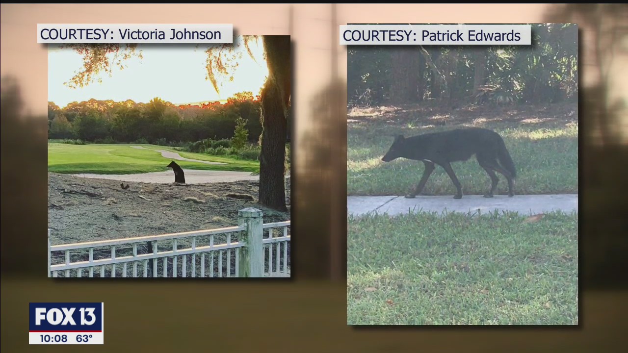 Black coyote spotted around Westchase