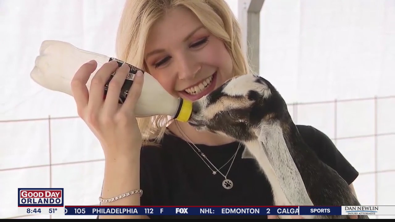 Did someone say baby goat yoga? Here's what you can find at farms near Orlando
