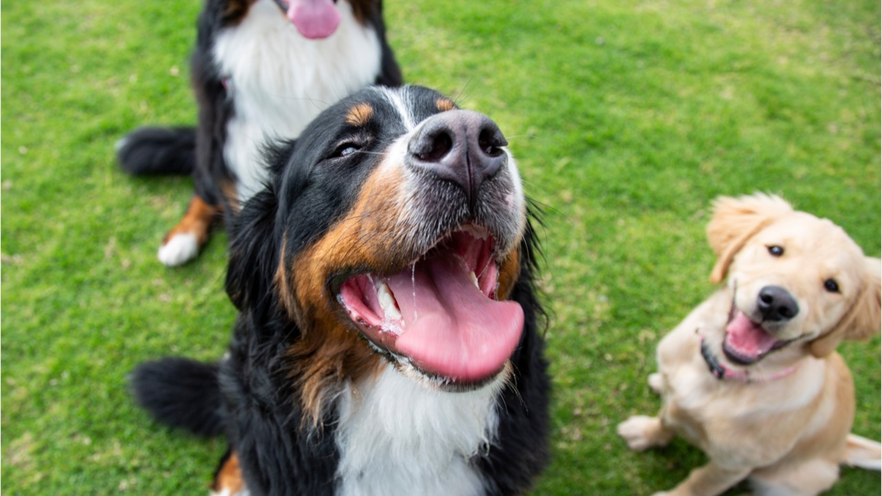 Punishment training can affect your dog's health: study