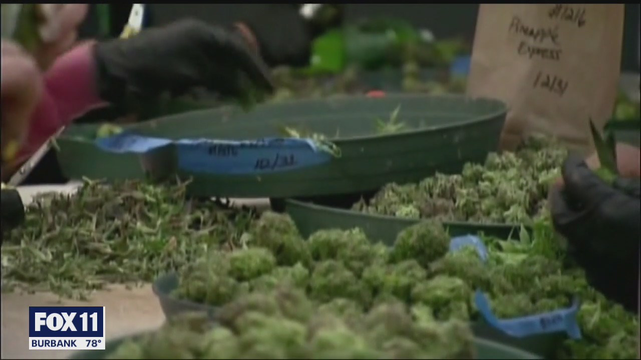 Seven killed at illegal marijuana farm