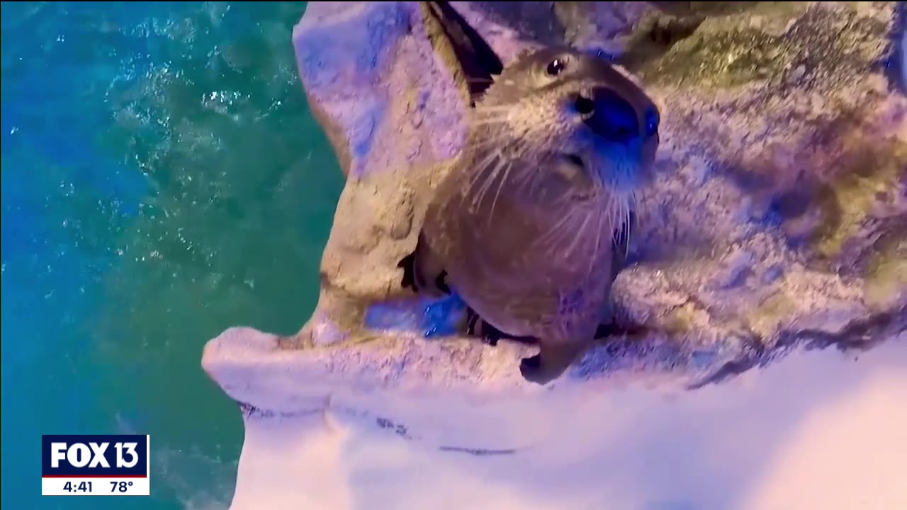 Clearwater Marine Aquarium offers educational programs for kids