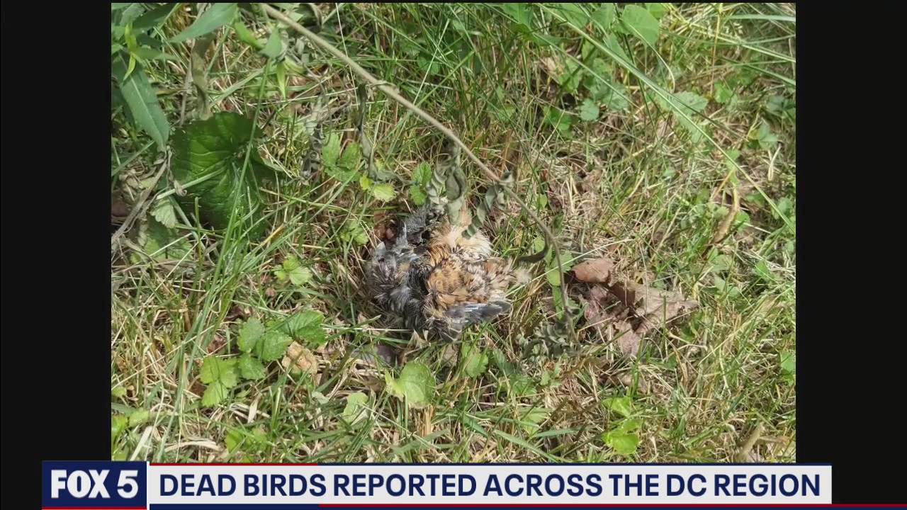Dead birds bedevil region