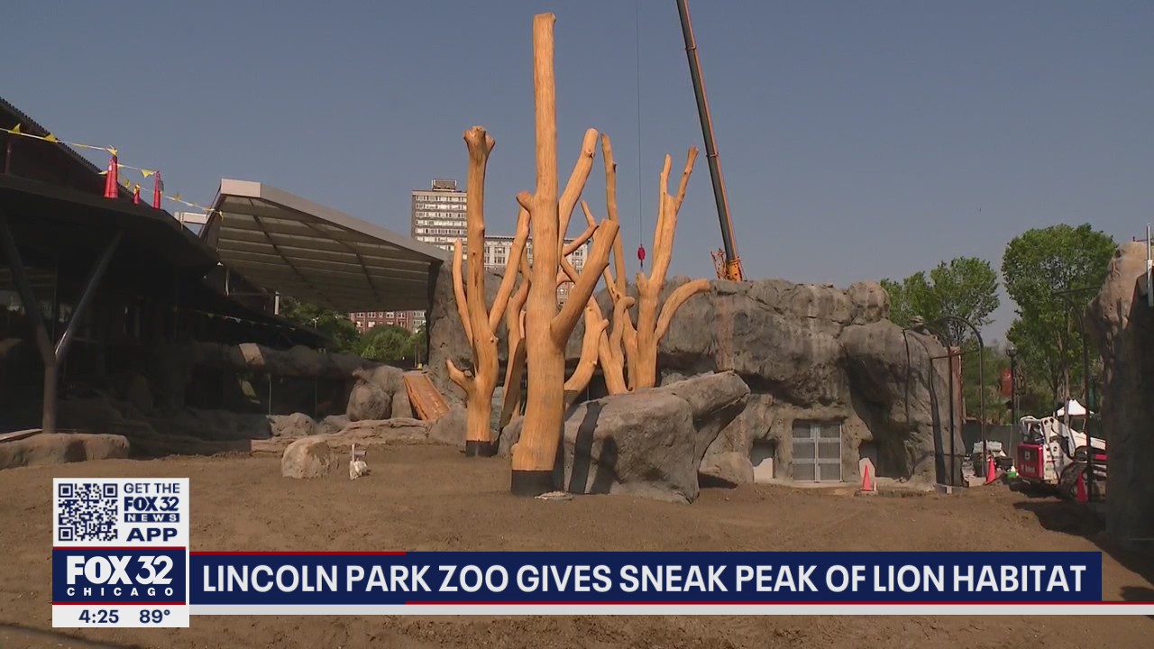 Lincoln Park Zoo gives sneak peak of lion habitat