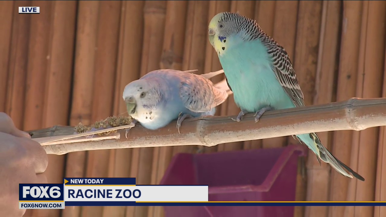 If you’ve never experienced being surrounded by birds in the Racine Zoo’s aviary you are in for a treat