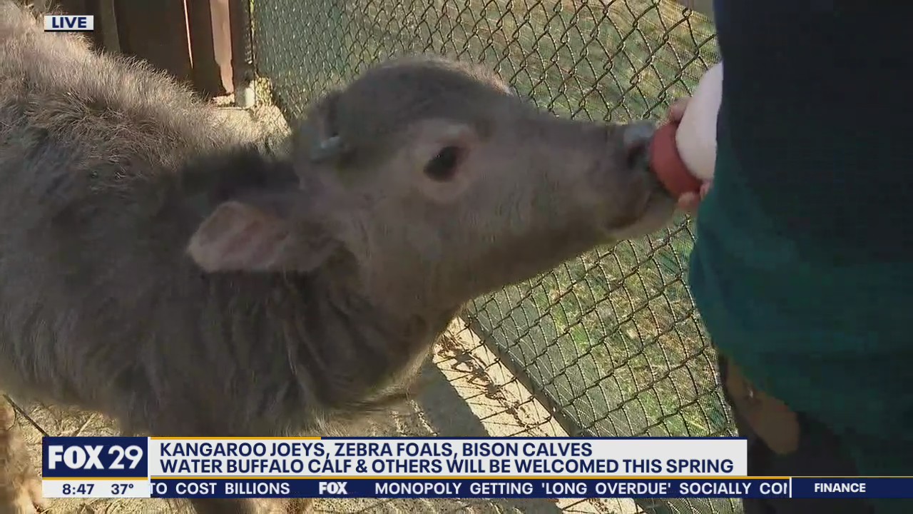Safari Adventure has welcomed numerous baby animals this spring