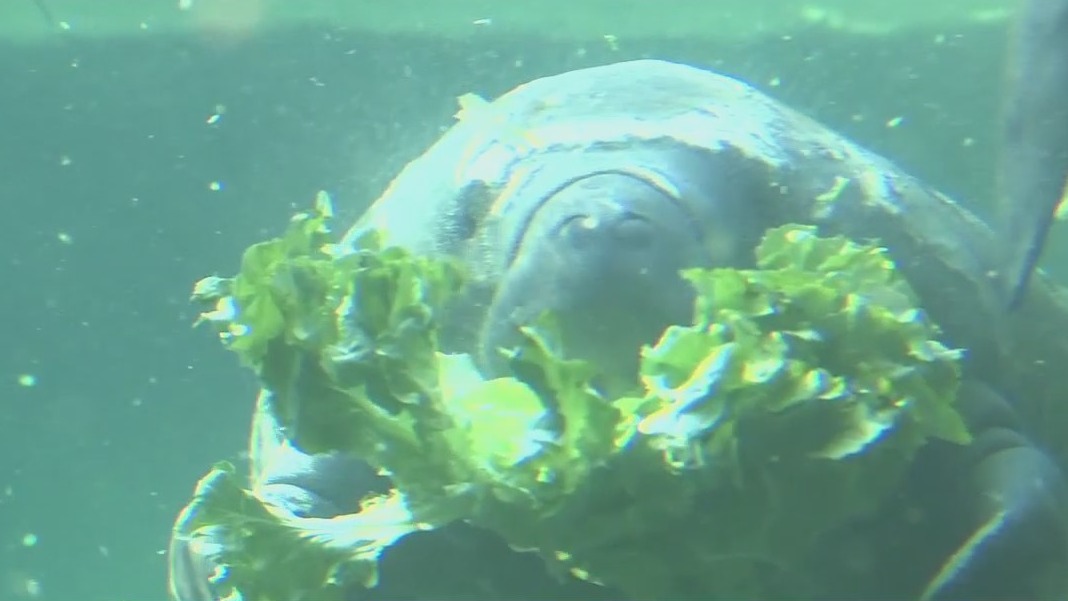 Florida breaks annual manatee death record in first 6 months