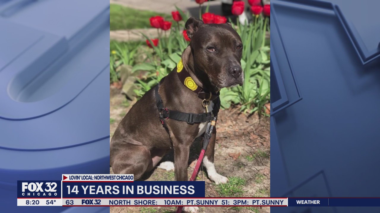 Lovin' Local: Snappy Paws Dog Walkers