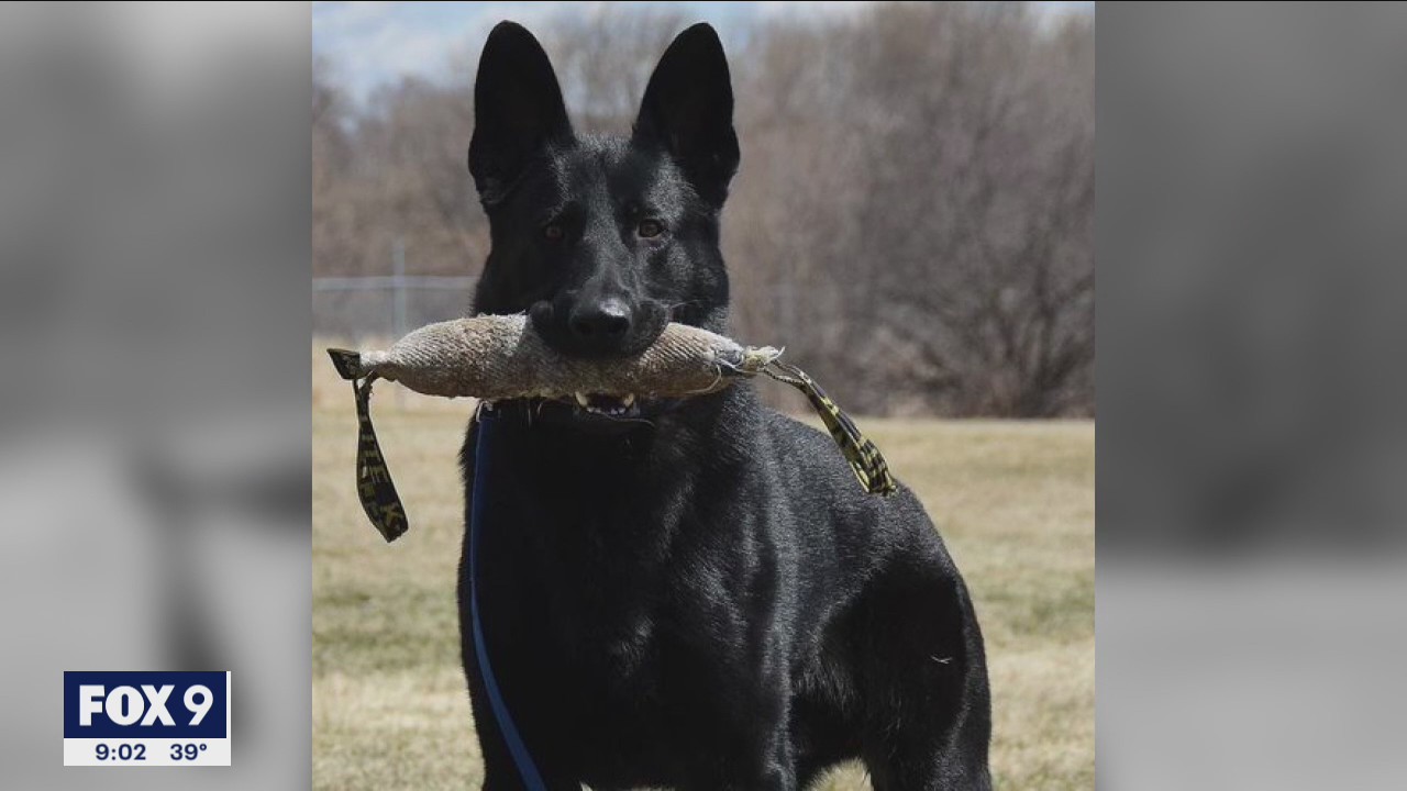 Anoka Police K-9 continues recovery after bullet struck trachea