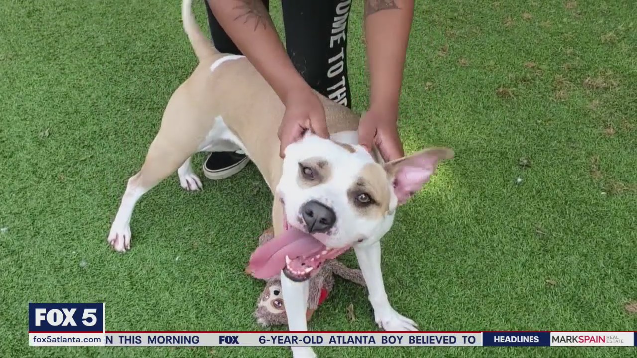 Pet of the Day with Humane Society of Northeast Georgia