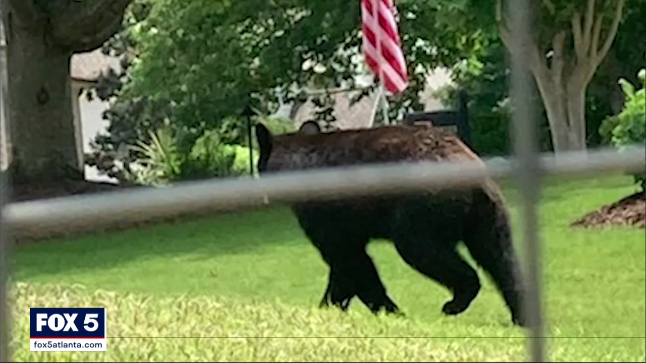 Black Bear seen in Cherokee County neighborhood