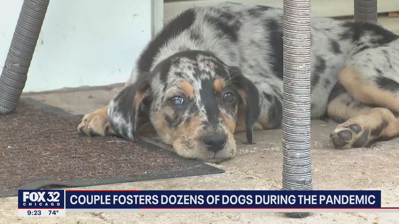Illinois couple fosters dozens of dogs during pandemic
