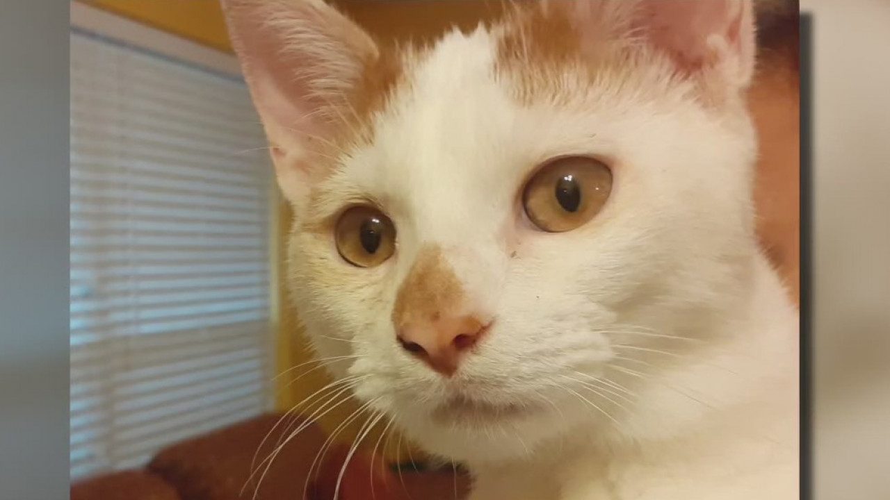 Pet of the Weekend: Bandit