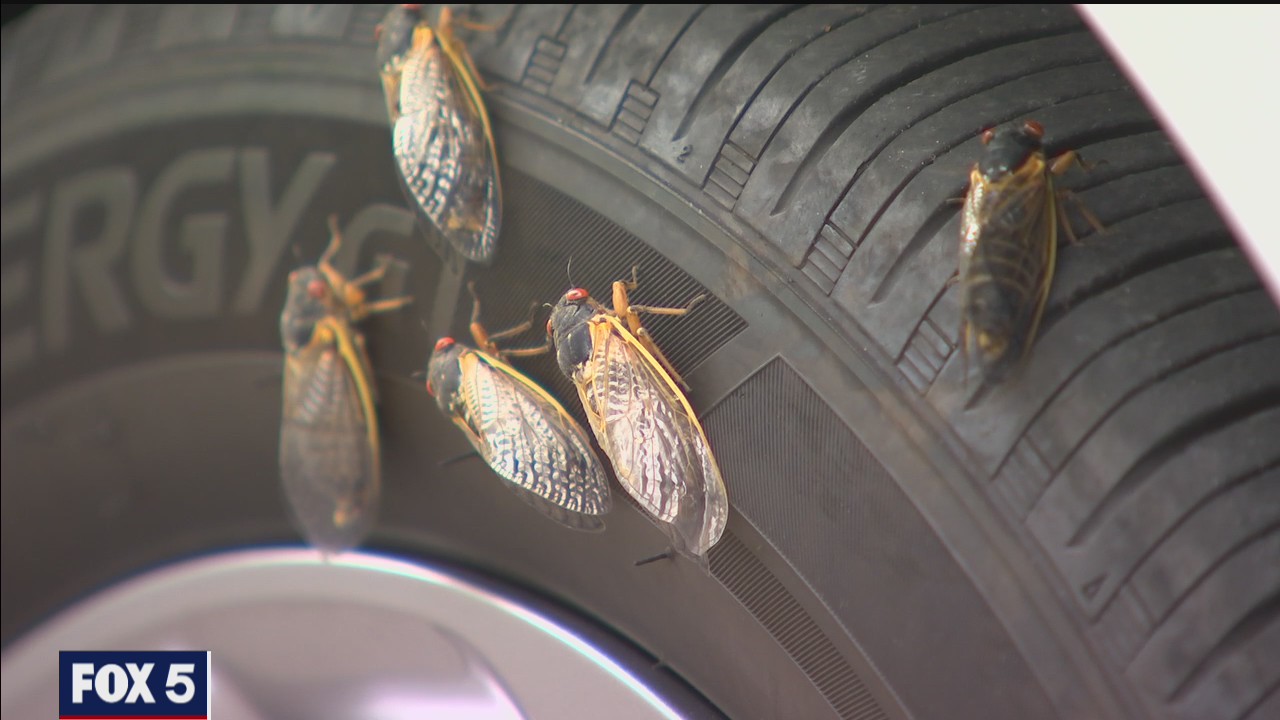 Montgomery County says emergence of cicadas could trigger increase in rat population