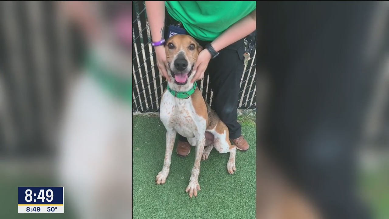 Dog of the Day: Todd