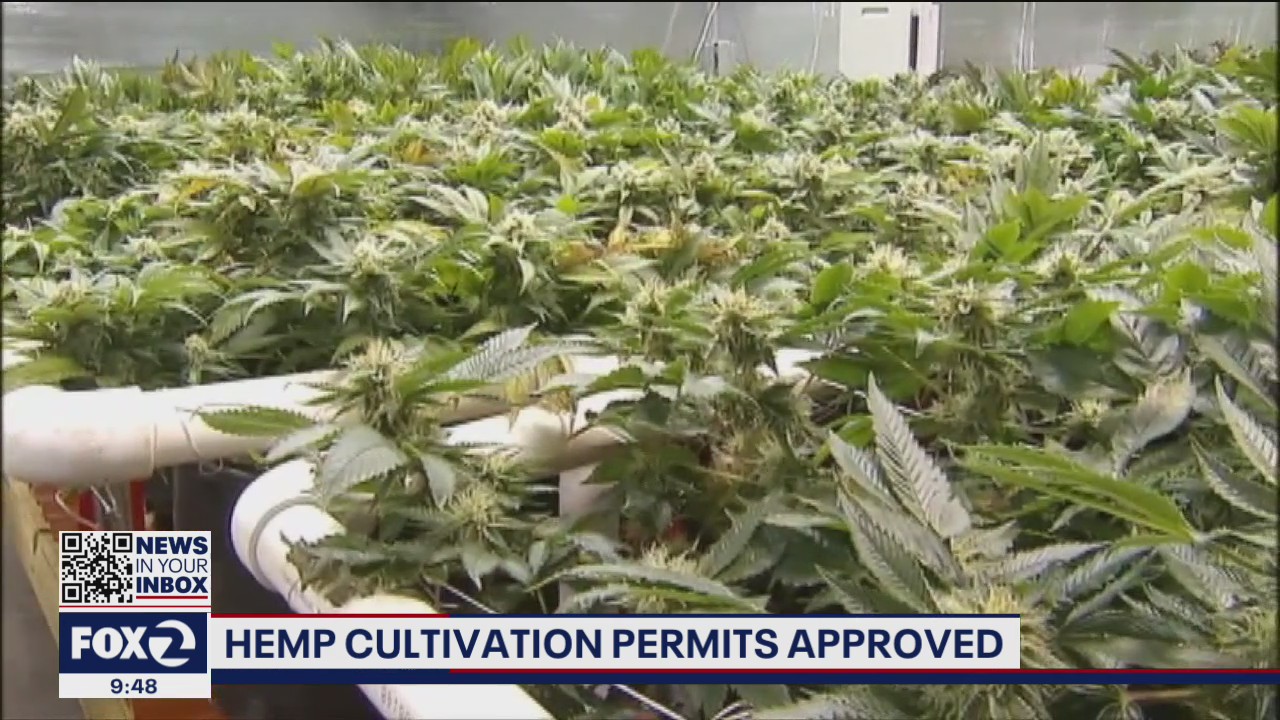 Contra Costa County lifts ban on industrial hemp cultivation