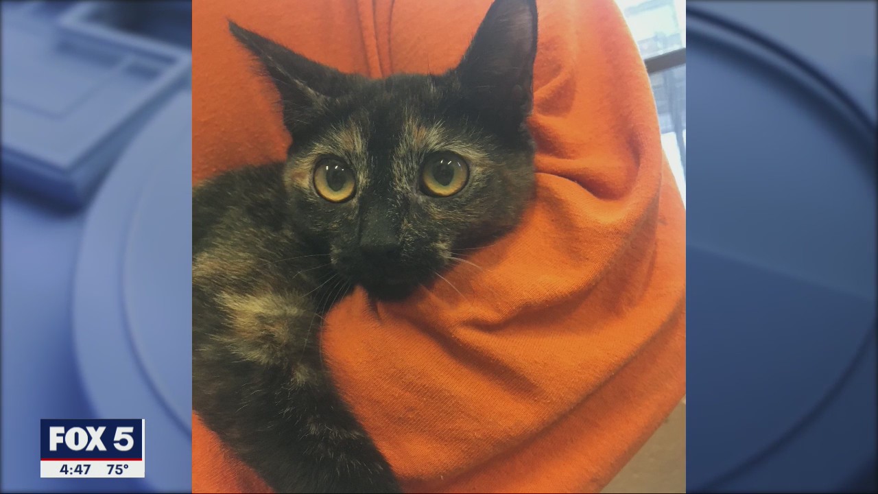 Animal shelter population spikes