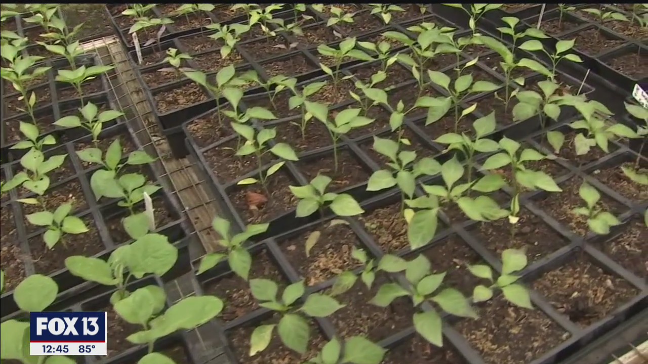 Sunday market returns to Sweetwater Organic Community Farm