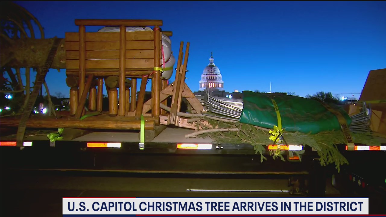 US Capitol Christmas Tree arrives in DC for 2020 holiday season