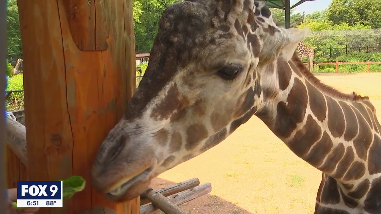 Skeeter the giraffe on the mend at Como Park Zoo after hoof break