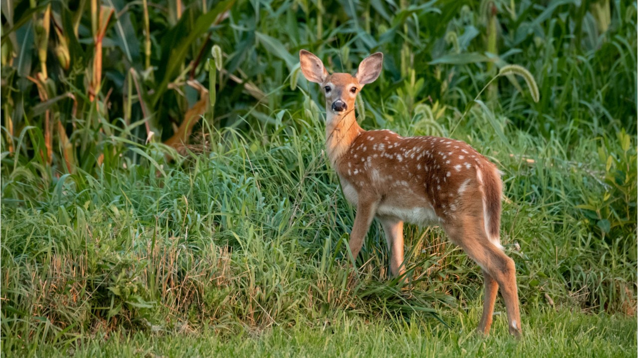 Fishing guide who allowed dog to kill fawn now facing possible ban from hunting and fishing