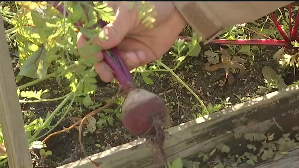 Managing fruit during Florida winter