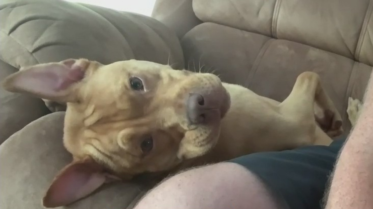 Dog adopted after living in shelter for over 200 days